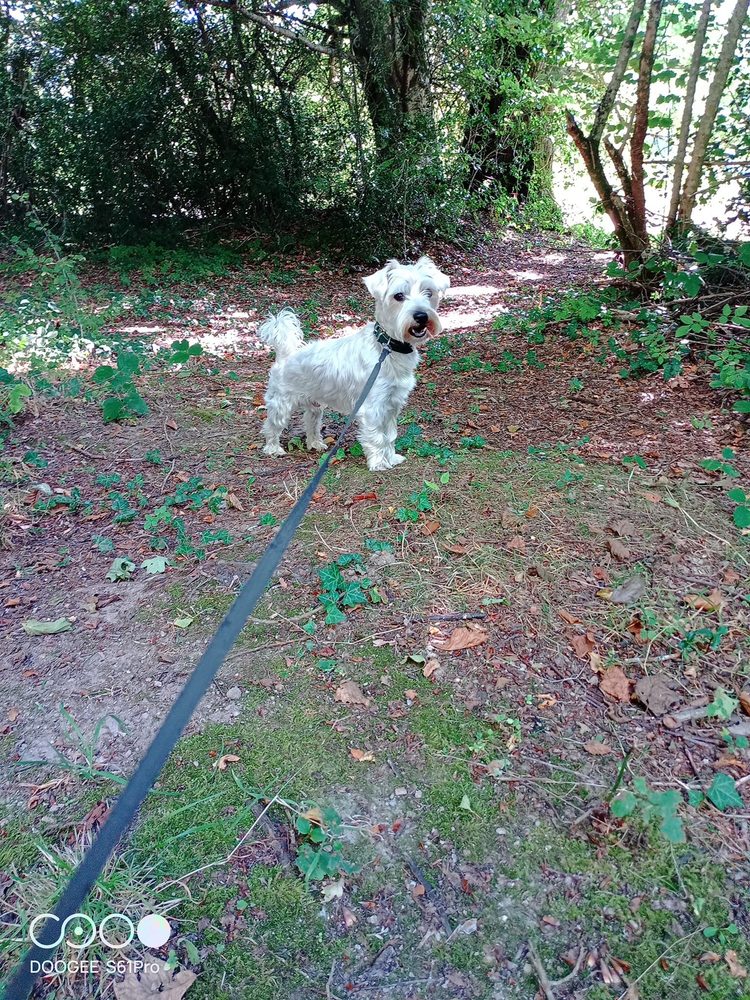 Active dog