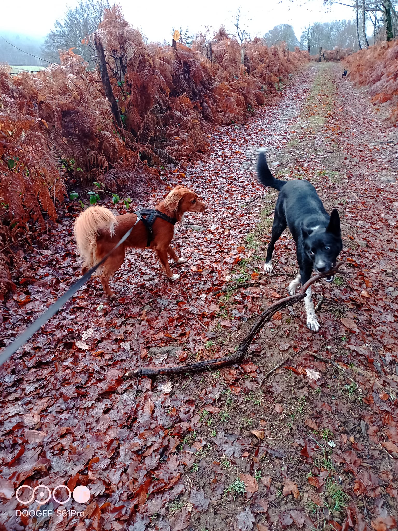Dog training