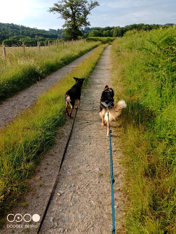 Cani-rando