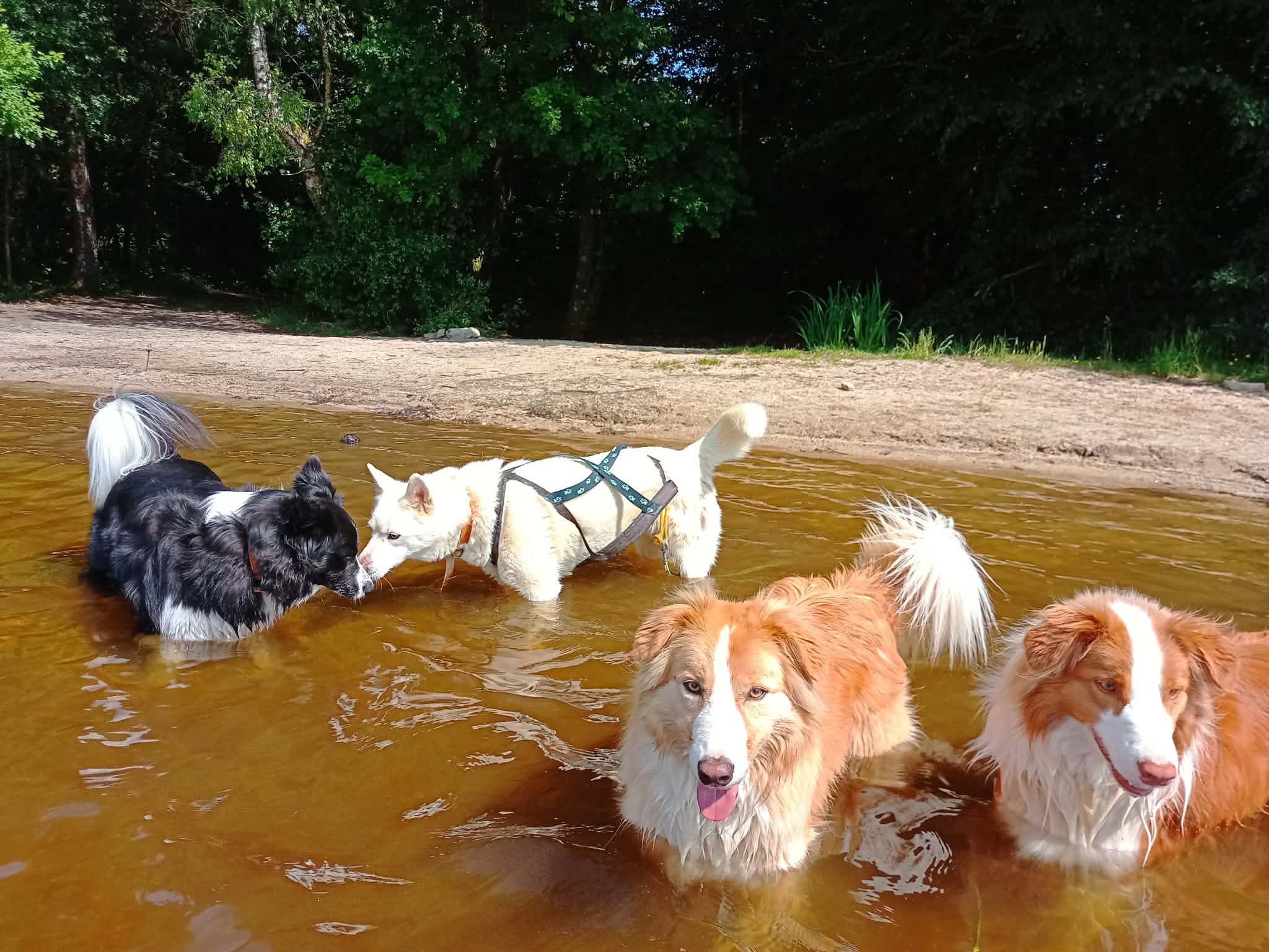 Baignade entre copains