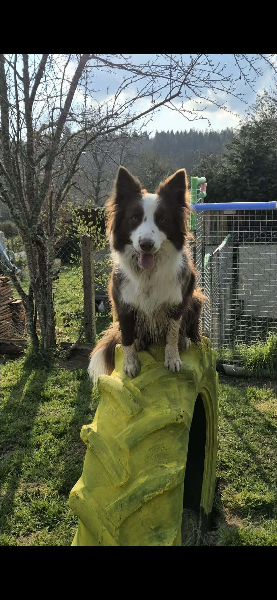 Chien heureux dans la piscine à la pension